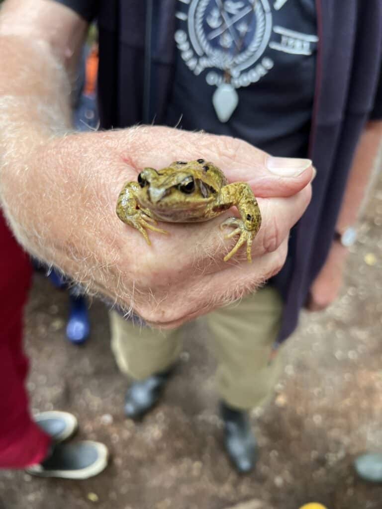 grasfrosch