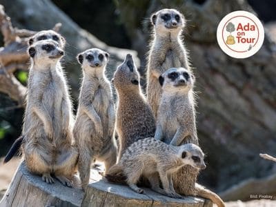 ada on tour zoo